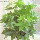 Fatshedera, Prodarvec b�e�anov�