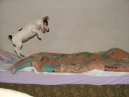 Fotky: Jack Russel�v Teri�r (foto, obrazky)