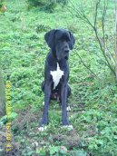 Fotky: N�meck� doga (foto, obrazky)