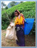 Fotky: Sr� Lanka (cestopis) (foto, obrazky)