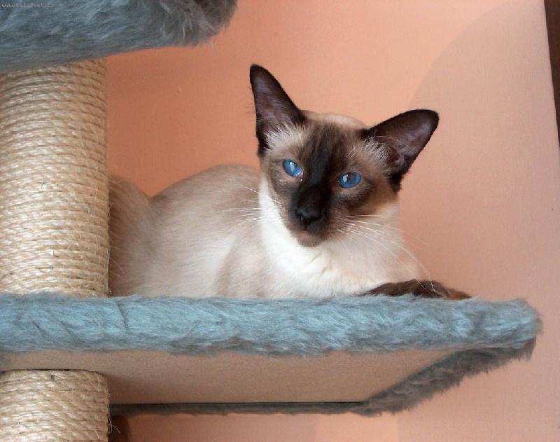 Foto: Celebrian z Valimaru, BAL n