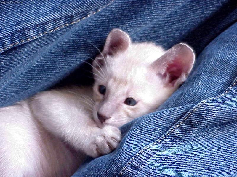 Foto: FIN Mummeli Danifax Nelon