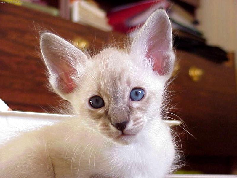 Foto: Balin�sk� kot�