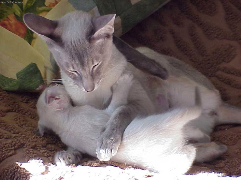 Foto: Vzorn� maminka