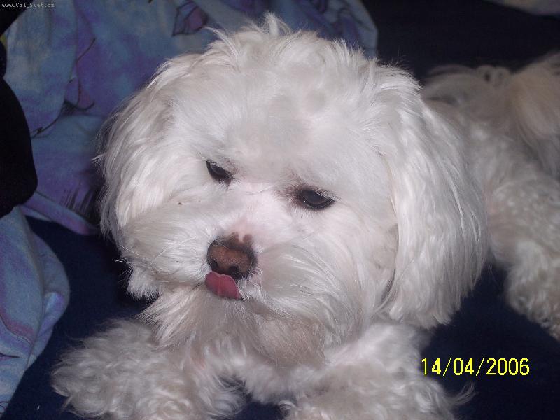 Foto: Charlie
