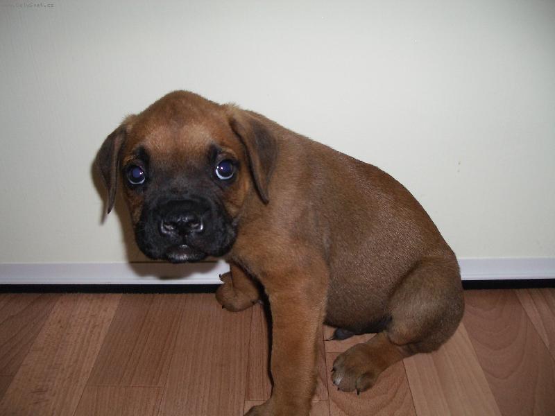 Foto: bax-prvni den doma