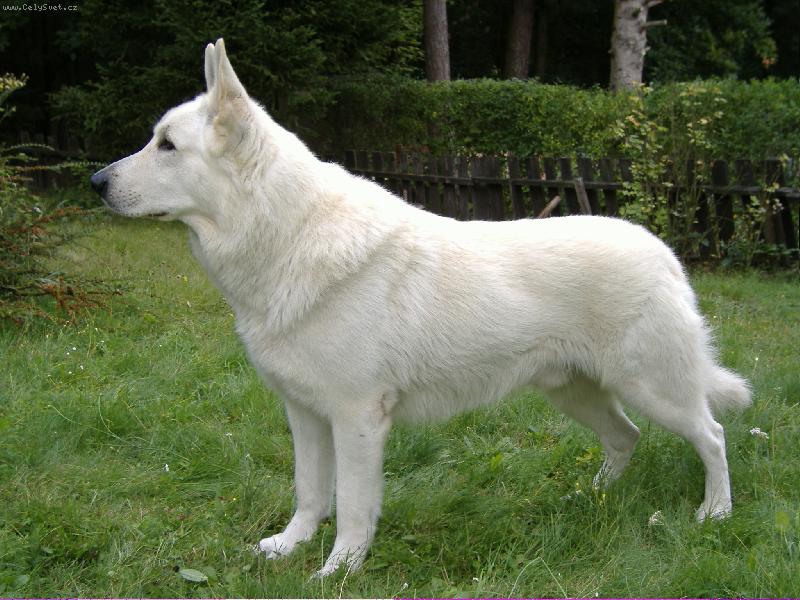 Foto: Bredy Monkey Elbigi