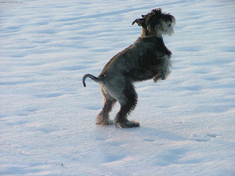 Foto: Kn�ra� pep� a s�l