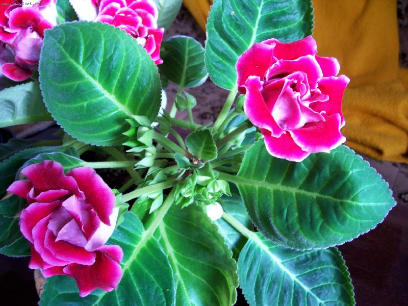 Foto: Gloxinie-Gloxinie obdule