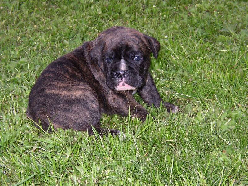 Foto: �t�n� boxera