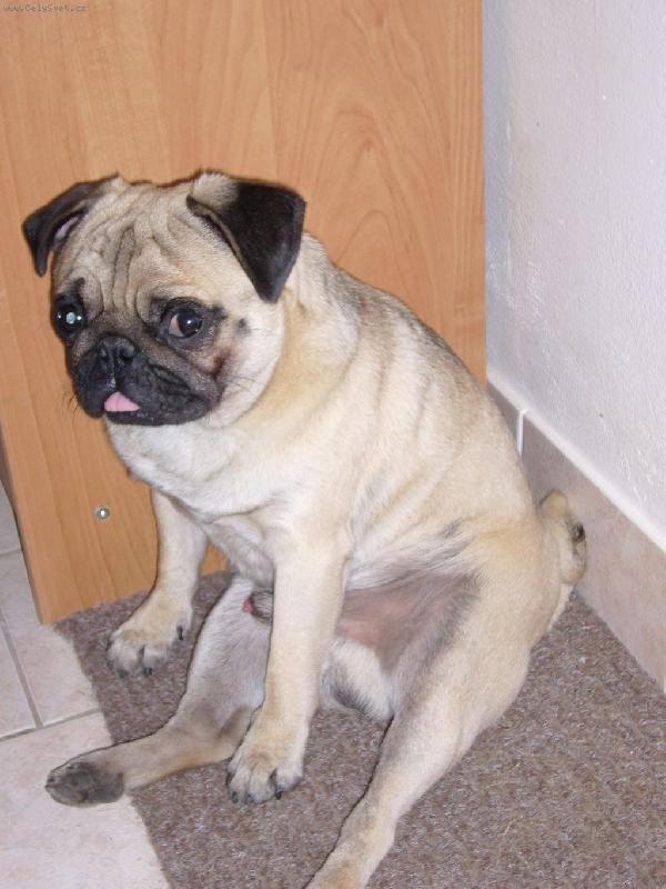 Foto: Hugou�ek-mazlinek