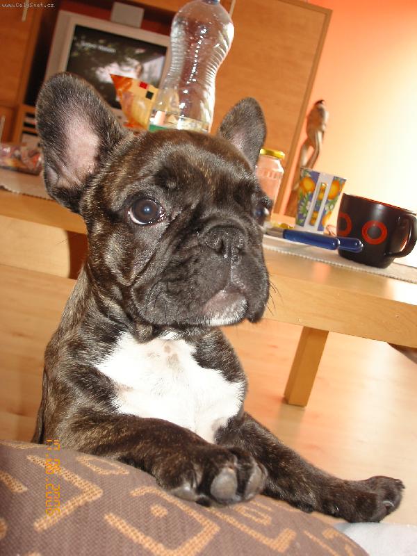 Foto: Vasil-4 m�s�ce