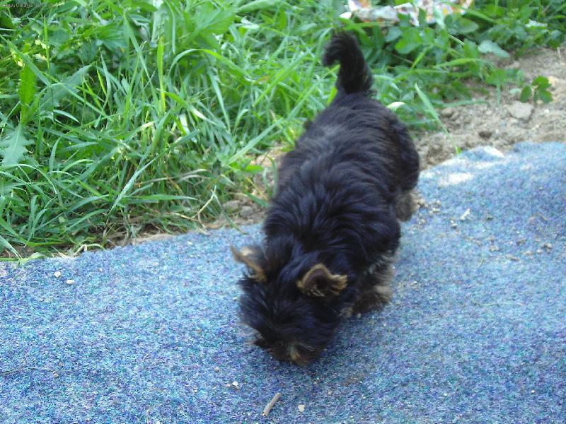 Foto: stopuju Ad�lku