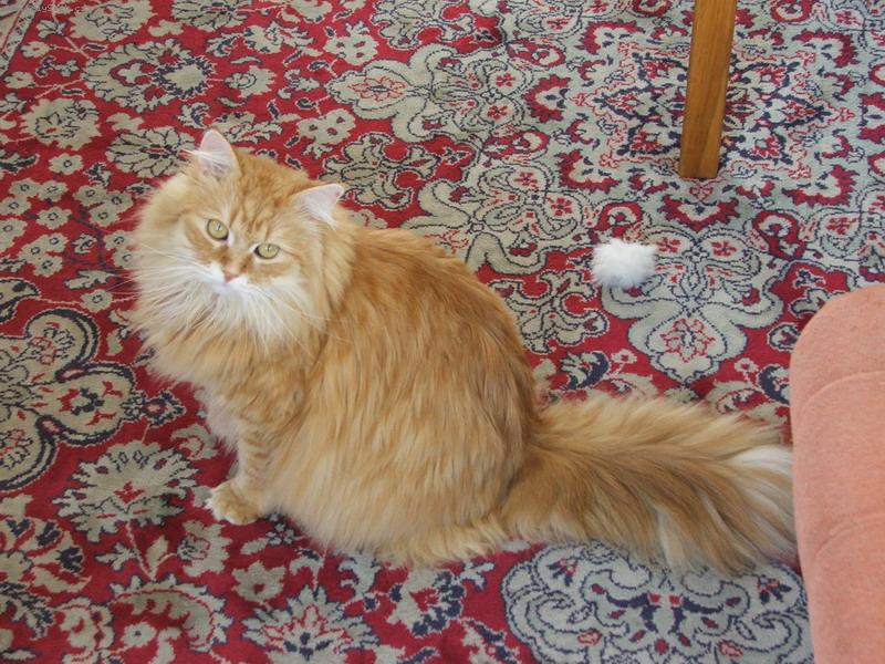 Foto: k��enec sibi�sk� ko�ky