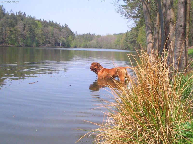 Foto: Duk-Duk se chlad�