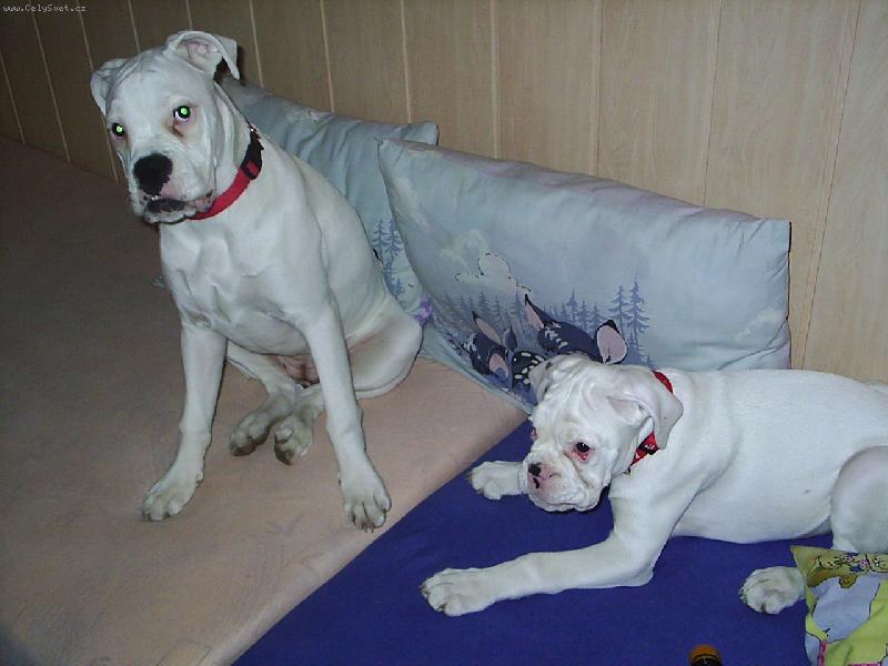 Foto: zlat��ka-ahoj