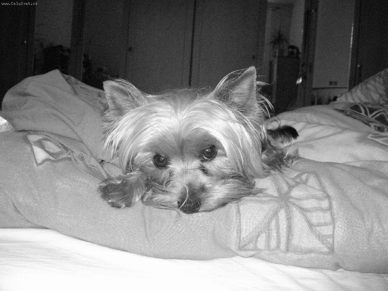 Foto: n� Pluto-Jsem str���n� moc unaven� :-)