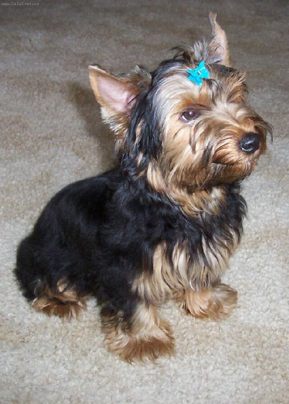 Foto: Larry-mazl�k m�j:-)