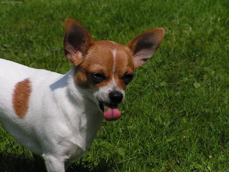 Foto: �am travi�ka-Lili