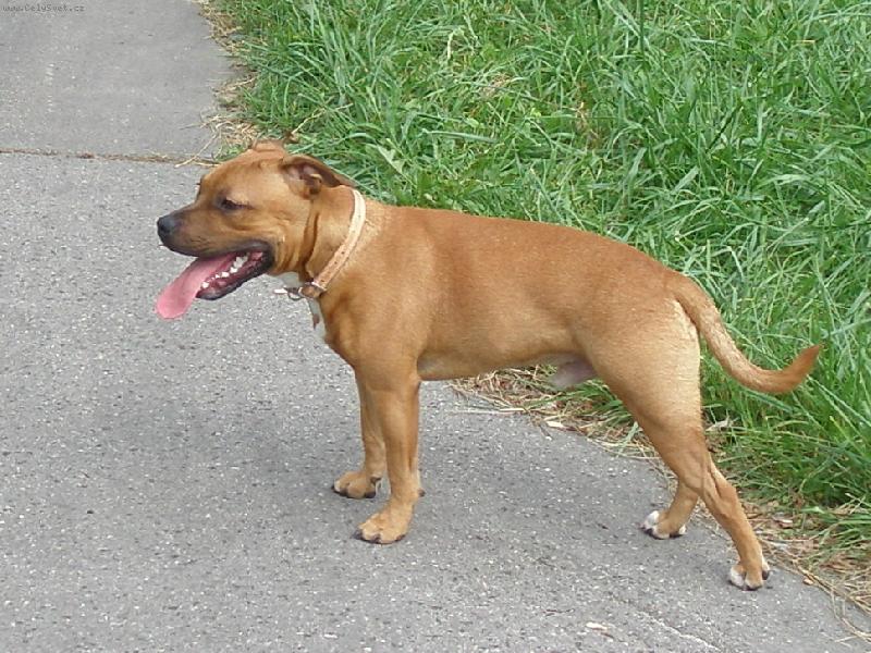 Foto: Staffy-Cole (7 m�sicu)