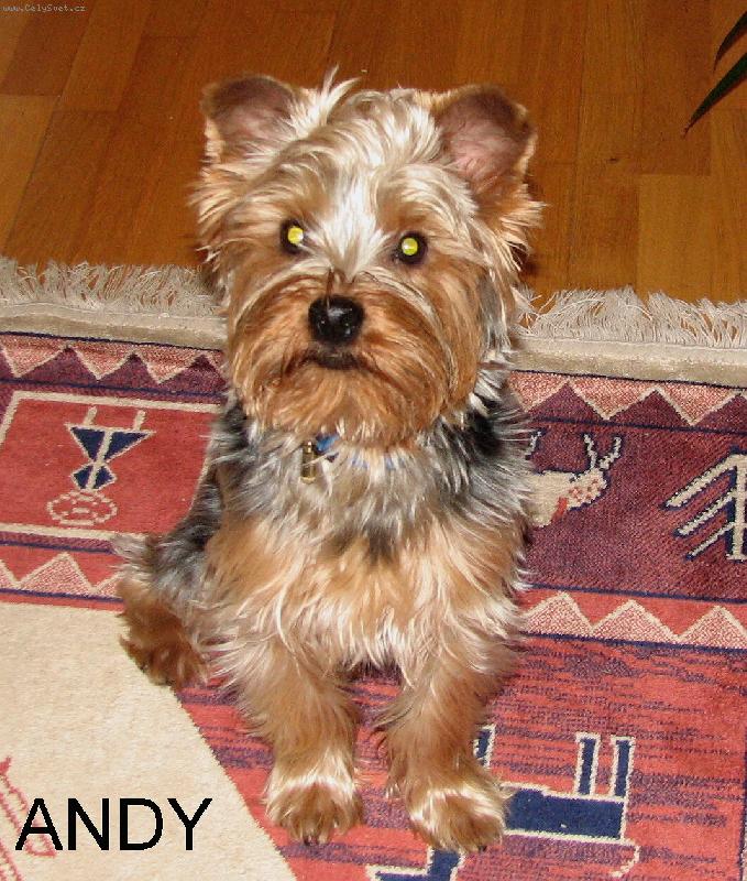 Foto: To je m�j jorky Endy.