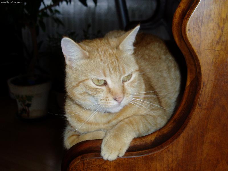 Foto: Kuli�ka odpo��v�