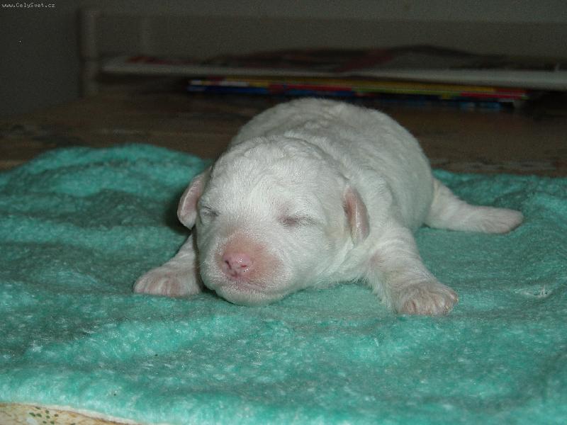 Foto: Andyho �t���tko-pejsek