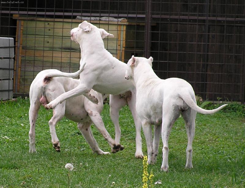 Foto: Jacinta,Ricardo,Arina