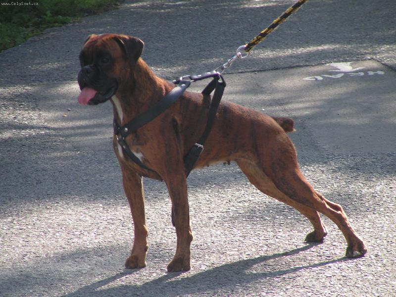 Foto: Boxerka Krista