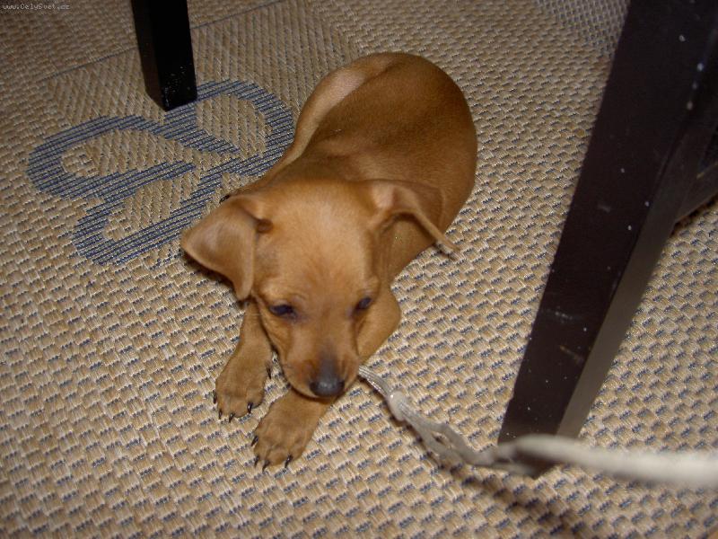 Foto: Trpasli�� pin�