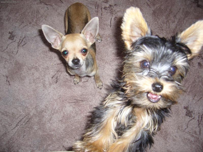 Foto: j� a moje k�mo�ka.