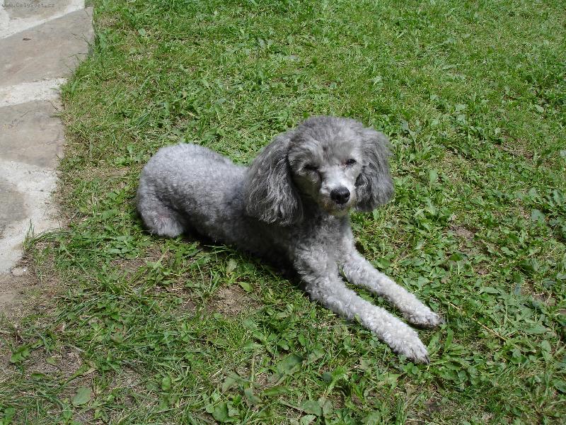 Foto: Na�e sle�na B�ra-Opalova�ka