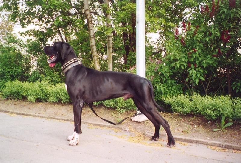 Foto: DANTE �esk� Sirius