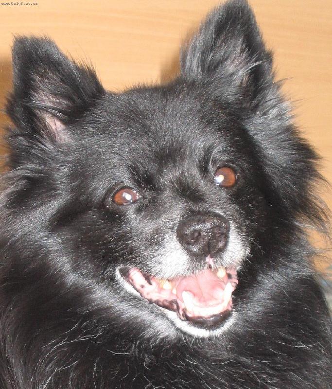 Foto: Dixi-Dixi, 15-ro�n�