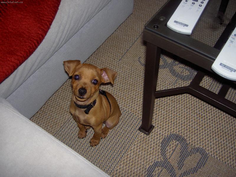 Foto: trpasli�� pin� 2 m�s�ce