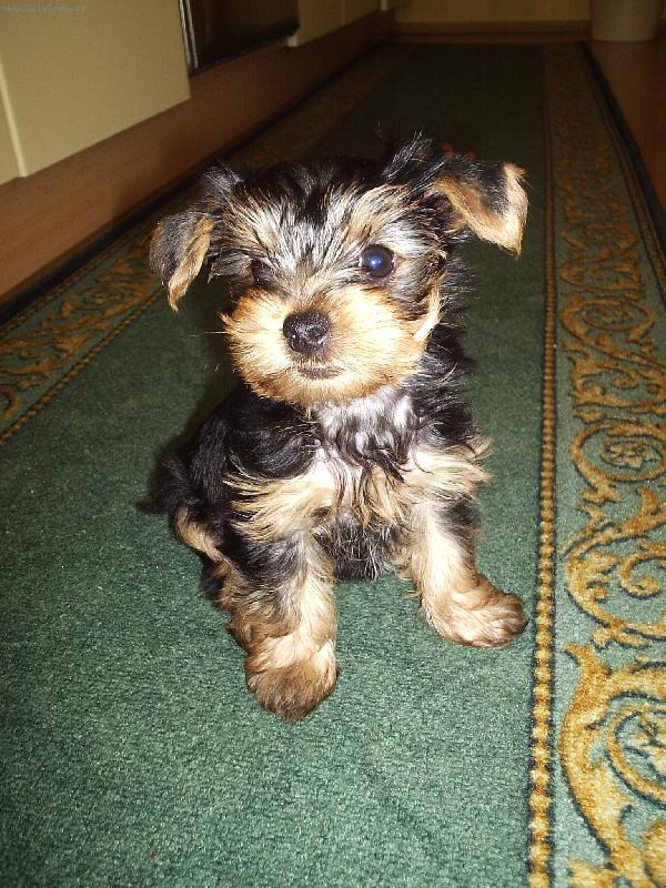 Foto: DENI-2m�s�ce