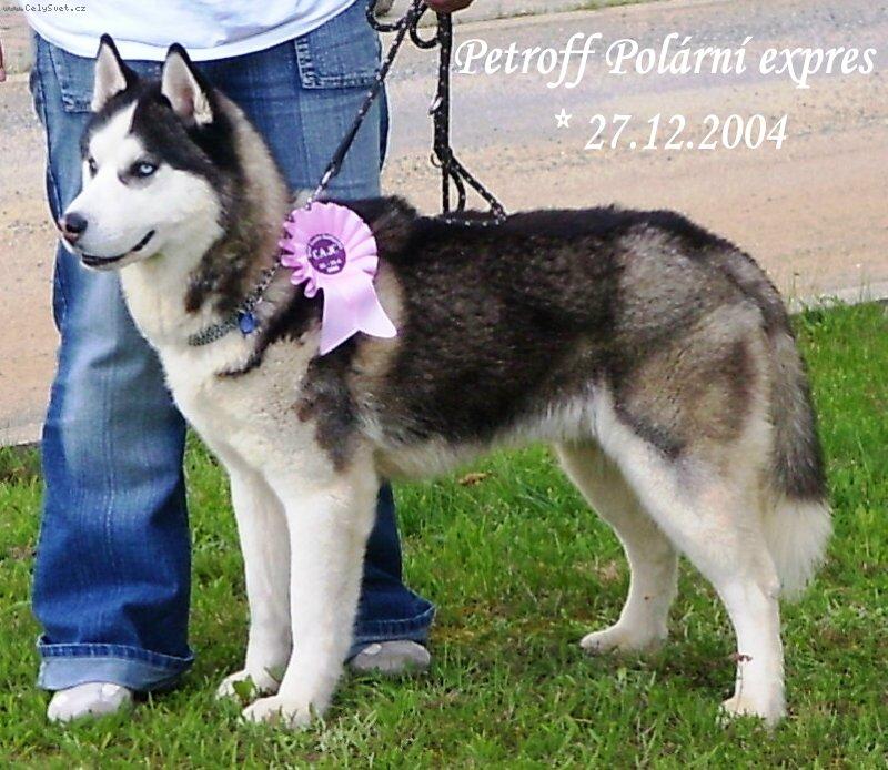 Foto: Sibi�sk� husky