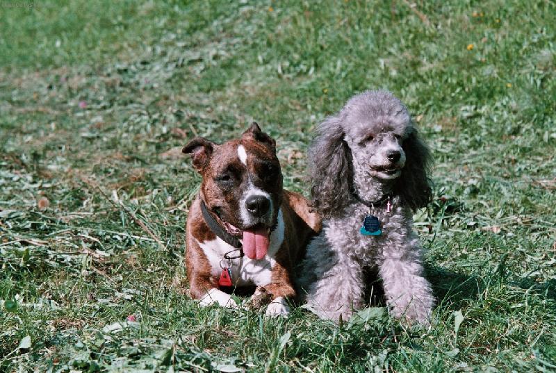 Foto: Bab� l�to - Beretta a Jenny