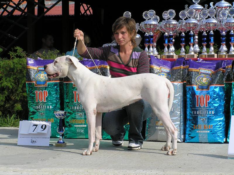 Foto: Jacinta- CHS Blansky les-klubova vystava molossu2006