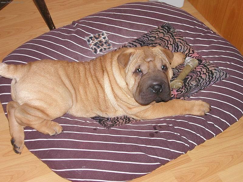 Foto: �arpej - �t�n� 7 t�dn�