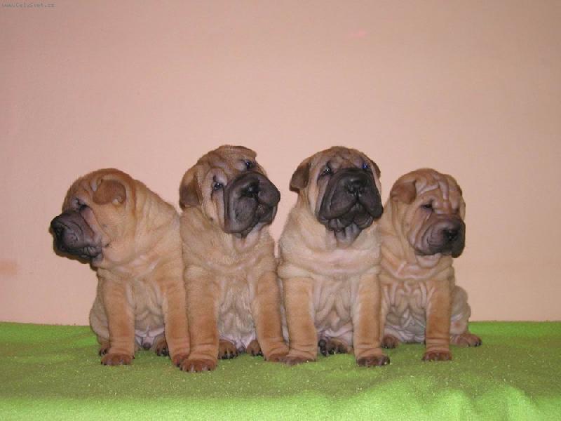 Foto: �t��ata - 6 t�dn�