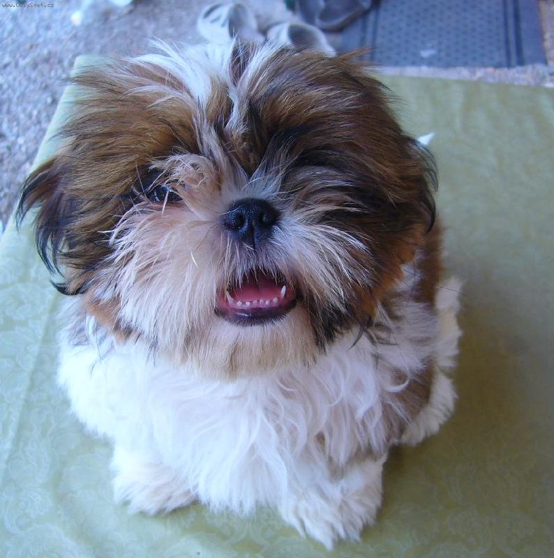 Foto: Chewy ze Slavon�na