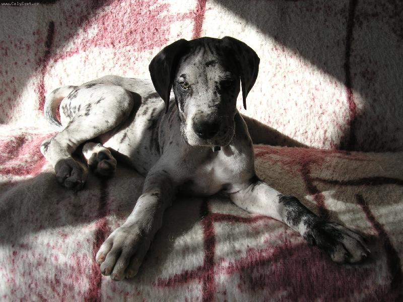 Foto: Cip�sek-St�ny