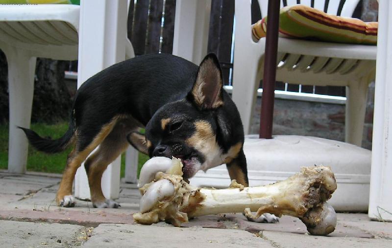 Foto: Lilly a mal� sva�inka :-)