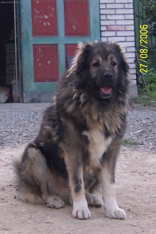 Foto: Kavkazskaia ovtcharka