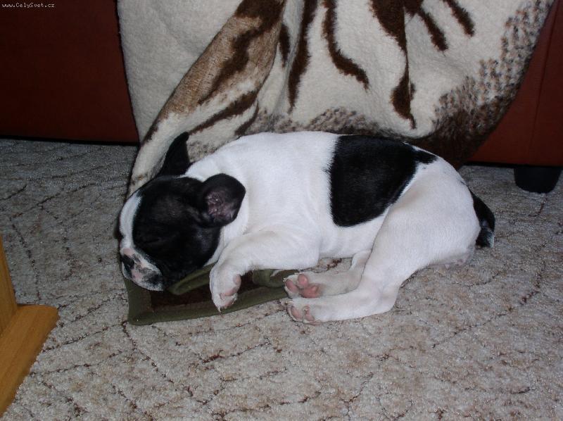 Foto: Dobrou noc a sladk� sny