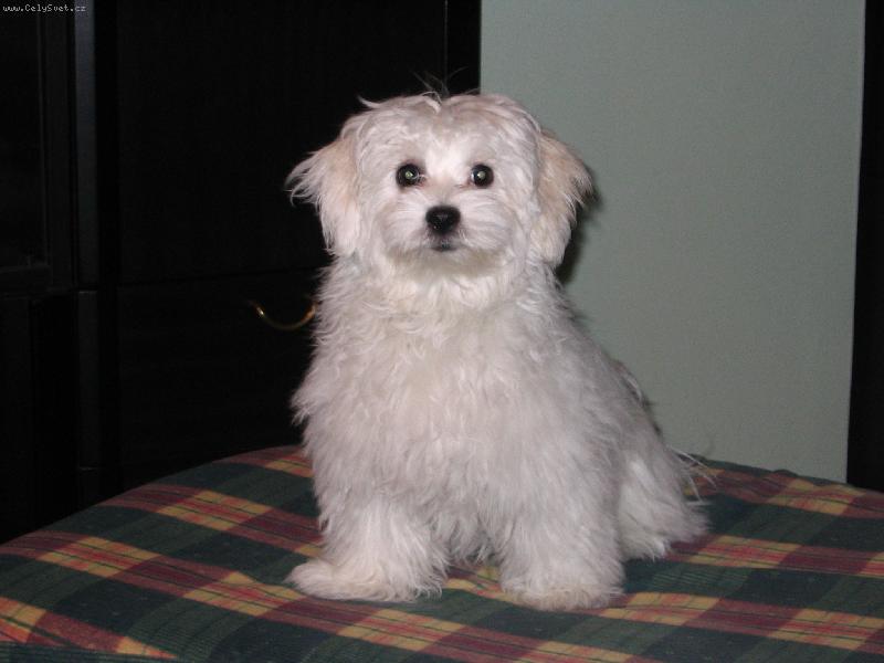 Foto: max�k-nejkr�sn�j�� pejsek