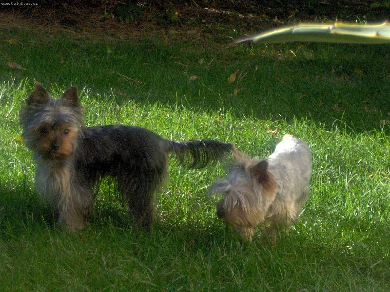 Foto: Charlie a Magie