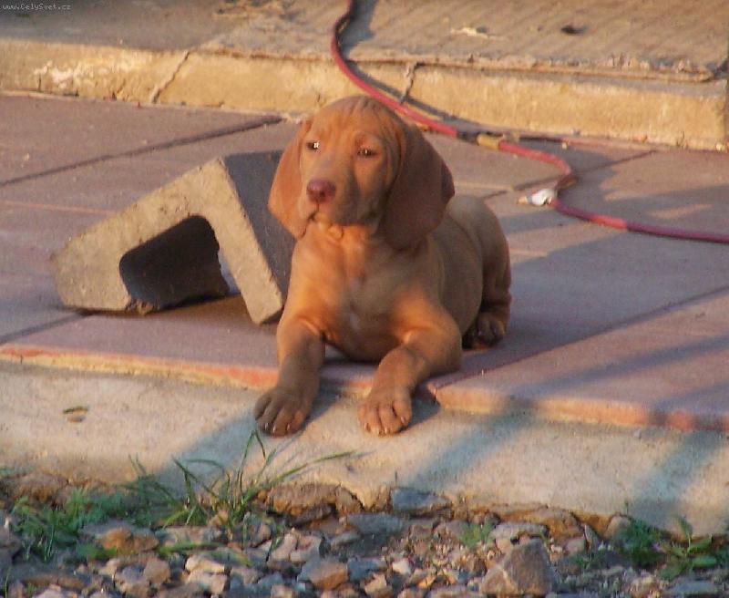 Foto: sfinga-B�RA chv�li v klidu- opravdu jen chv�li  :)))