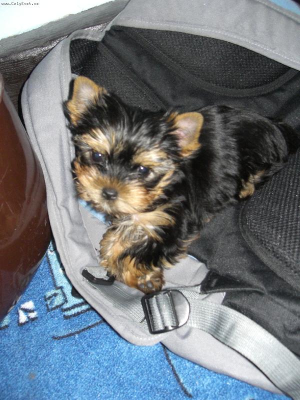 Foto: york��rsk� teri�r